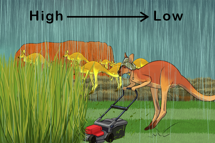 The Aussie mows his (osmosis) lawn in the rain (water) but the grass goes from high to low